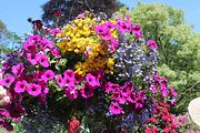 90 - Butchard Gardens  - IMG_1696